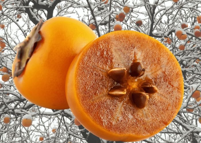 do persimmons have seeds